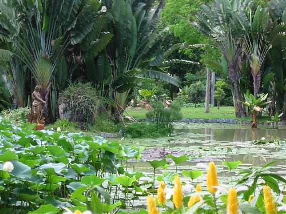 Botanischer Garten - Teich mit wunderschönen Wasserplanzen
